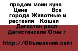 продам мейн куна › Цена ­ 15 000 - Все города Животные и растения » Кошки   . Дагестан респ.,Дагестанские Огни г.